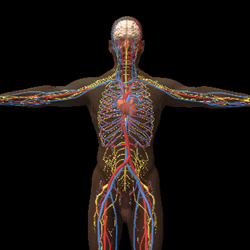 3D Model of Human Body