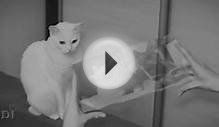 Hologram monitor & cat:) - by Samadi production - 2015